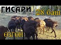 ГИСАР 🐑🐑козулар сатууга чыкты!👍🏻