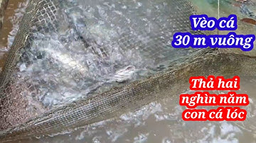 Vèo cá 30 m vuông thả hai nghìn năm trăm con cá lóc #bophovequelapnghiep/Chủ nhật 47vilog 