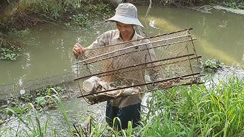 Thăm Lợp Cá Lóc Chạy Toàn Cá Rô Phi Dự Trữ Cho Lươn Ăn Mấy Ngày Tết.Góc Làng Quê #137