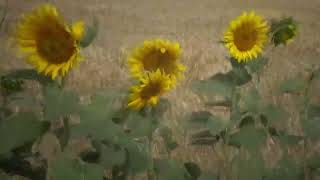 Watch John Illsley This Is Your Voice video