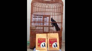 Lotus Go Asia.. Bersama Kacer Mania Vietnam