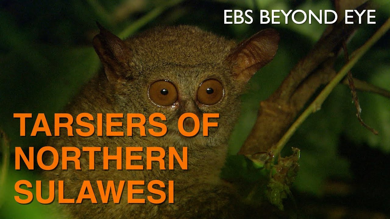 Tarsiers of Northern Sulawesi, Indonesia | EBS Nature Documentary
