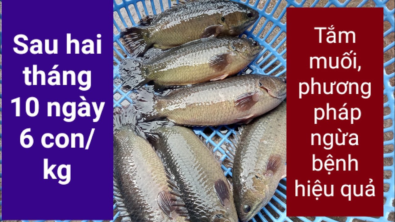 Tắm muối cho cá rô nuôi bể bạt, cách ngừa bệnh hiệu quả