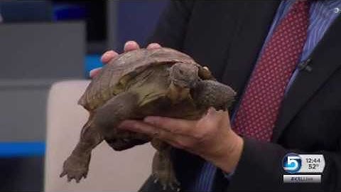 Happy Hibernation, Winston the desert tortoise