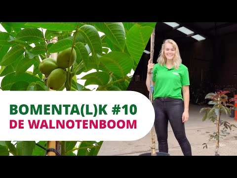 Video: Walnootboom: kweken, planten, verzorgen en kenmerken