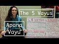 The 5 Vayus: #2 APANA VAYU- LauraGyoga