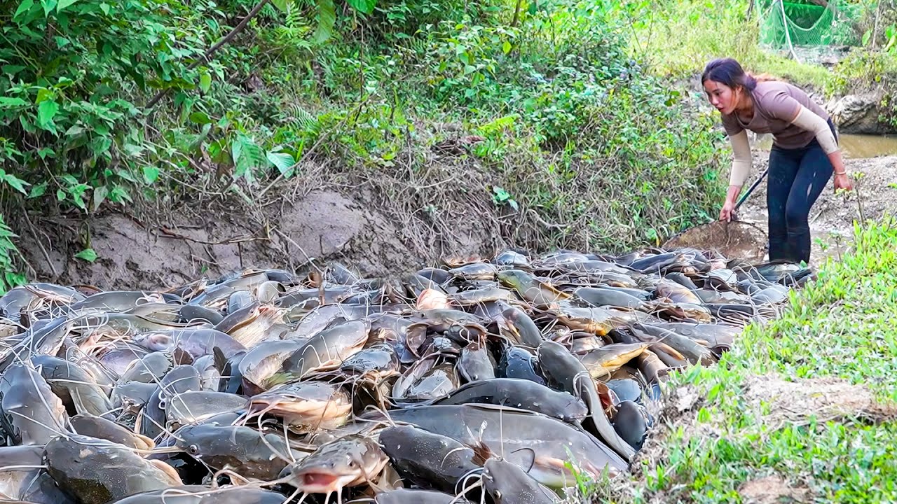 Harvest a Huge School of Giant Catfish by Hand and Bring them to the Market to Sell with my Family