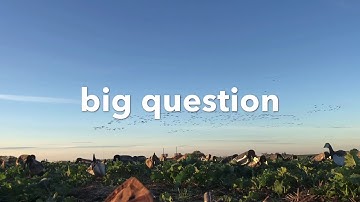 Barnacle geese film or shoot?