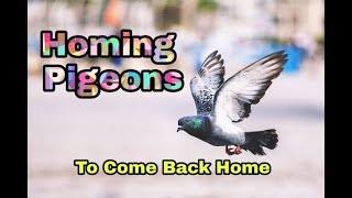 Homing/ Training New Pigeons