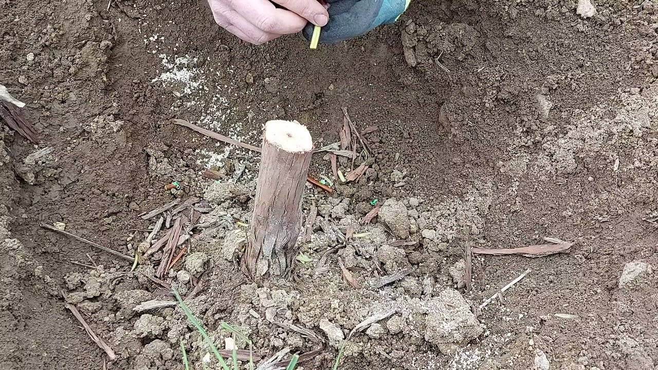 Прививка винограда чёрное в чёрное.