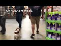 7 MONTH OLD CAVALIER KING CHARLES SPANIEL 'SHELBY' 2 WEEEK BOARD & TRAIN 7 MONTH OLD CAVALIER KING CHARLES SPANIEL 'SHELBY' 2 WEEEK BOARD & TRAIN