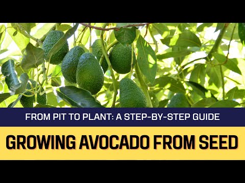 Video: Avokadoplante vir sone 8: wenke oor die kweek van avokadobome in sone 8