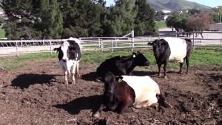 Harmful Effects of Animal Agriculture