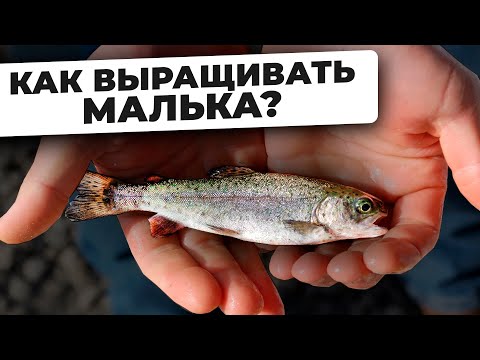 Как ОБЫЧНОЕ Здание Превратить в Рыбную Ферму? | Обзор ФОРЕЛЕВОЙ фермы УЗВ в Ульяновске