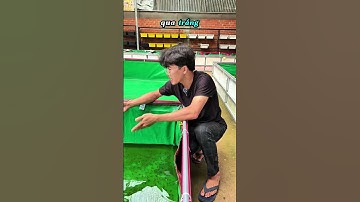 P124 | Cá Vàng Oranda Short Tail màu tricolor thay đổi màu sắc #goldfish #oranda #ranchu #fish #fyp