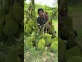 বারোমাসি ভিয়েত নামের কাঁঠাল