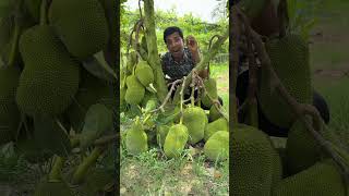 বারোমাসি ভিয়েত নামের কাঁঠাল