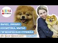 Груминг шпица - мытье, вычесывание, колтуны, маска и линька. Гигиеническая стрижка.