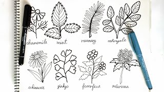 botanical drawing for beginners