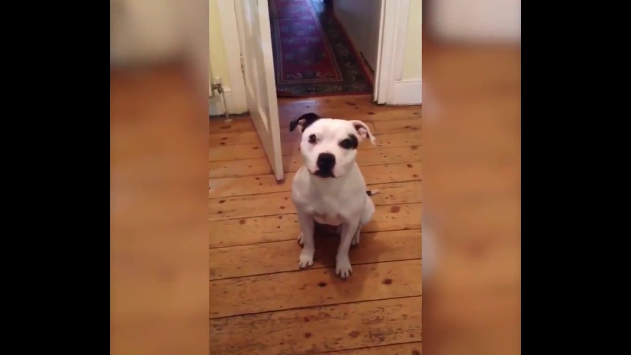 Dog Can Understand Human Language YouTube dog-can-understand-human-language-youtube