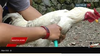UNIK AYAM BERKOKOK MIRIP MEMANGGIL PRESIDEN JOKOWI!