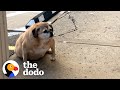 Obese Rescue Dog Can't Stop Smiling When She Loses Half Her Weight | The Dodo Faith = Restored