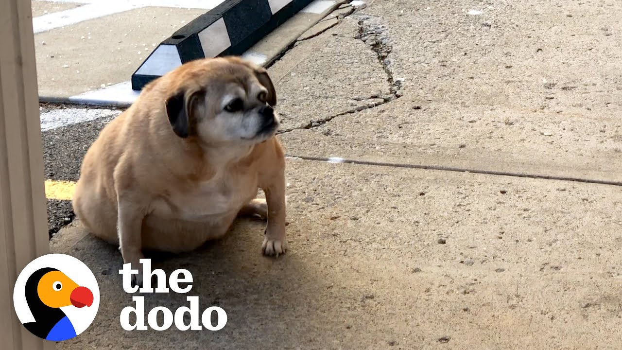 ⁣Obese Rescue Dog Can't Stop Smiling When She Loses Half Her Weight | The Dodo Faith = Restored