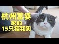 参观杭州富婆家的15只猫,您家还缺猫吗?上过大学的那种!