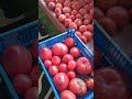 Из каких помидоров получится самый вкусный сок?