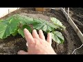 Rooting & Culling Giant Pumpkin plants & more