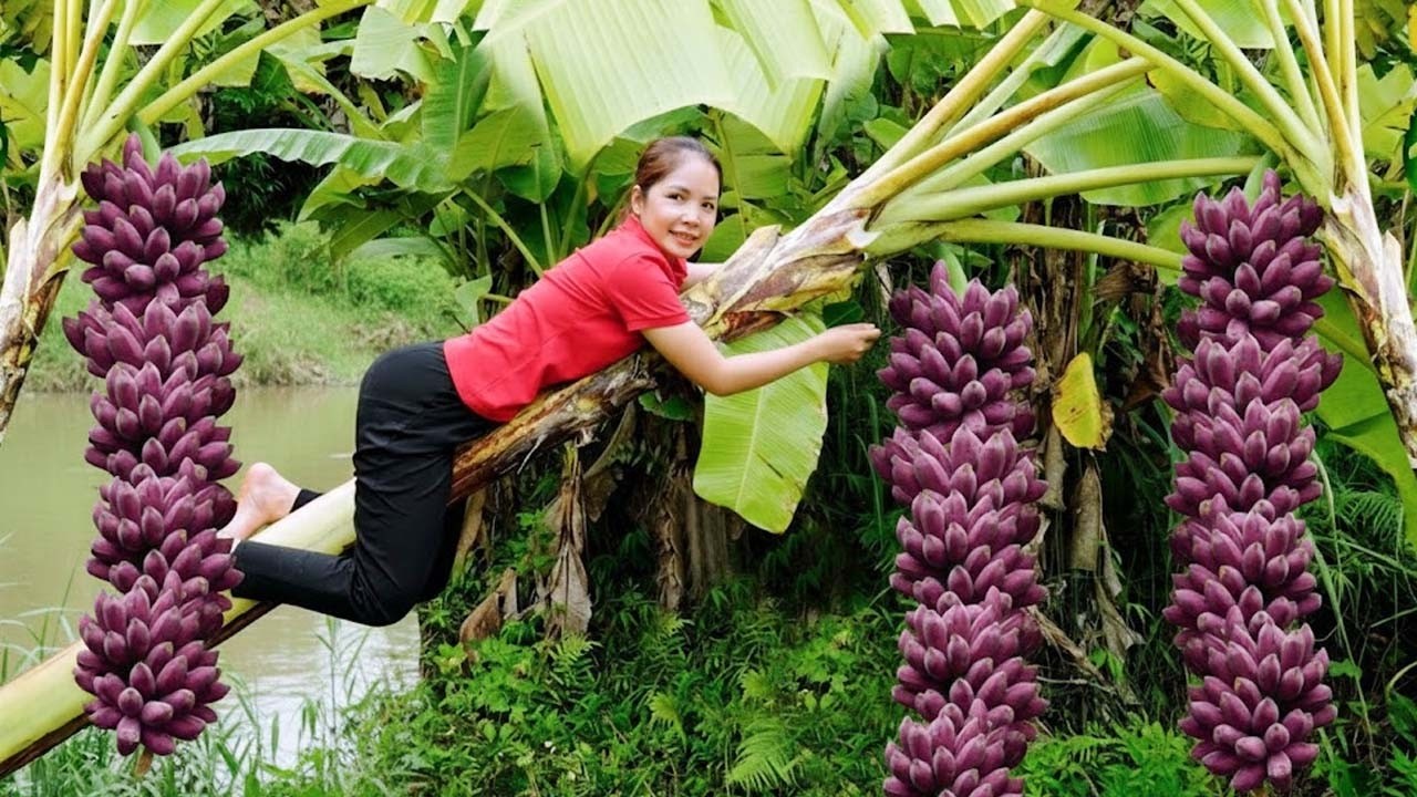 Harvesting Bananas To Sell At Market - Plowing and Planting Vegetables | Hanna Daily Life