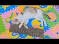 真夏の猫部屋でねこ達だら~ん。。。ネコ吉の目が凄く茶色く見えるけど、概要欄も見てね!
