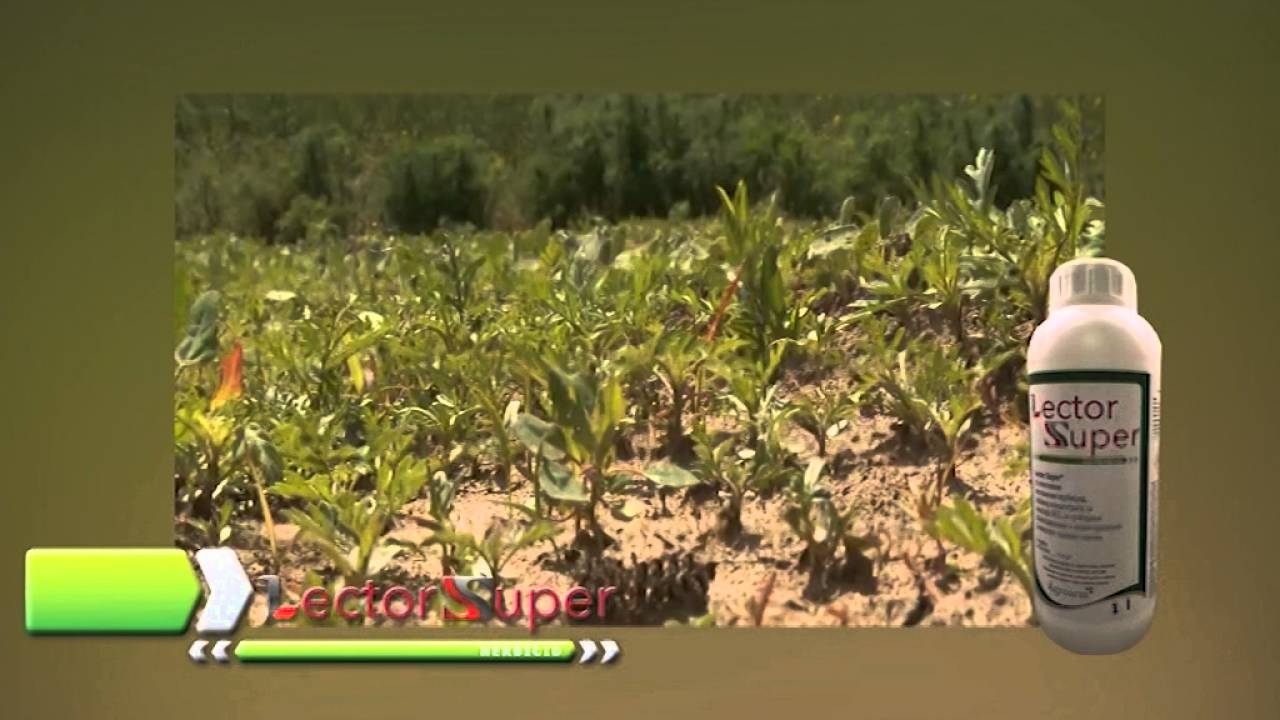 Sistemični herbicidi - Lector Super® 450