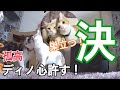 【決】人間嫌い猫嫌いなディノも心許す!・保護猫里親決定!・『ちゃっぽ』も順調?・ペットを手放す時代になる?