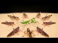 Qu pasa si un montn de langostas hambrientas ven una mantis versus mantis y langosta