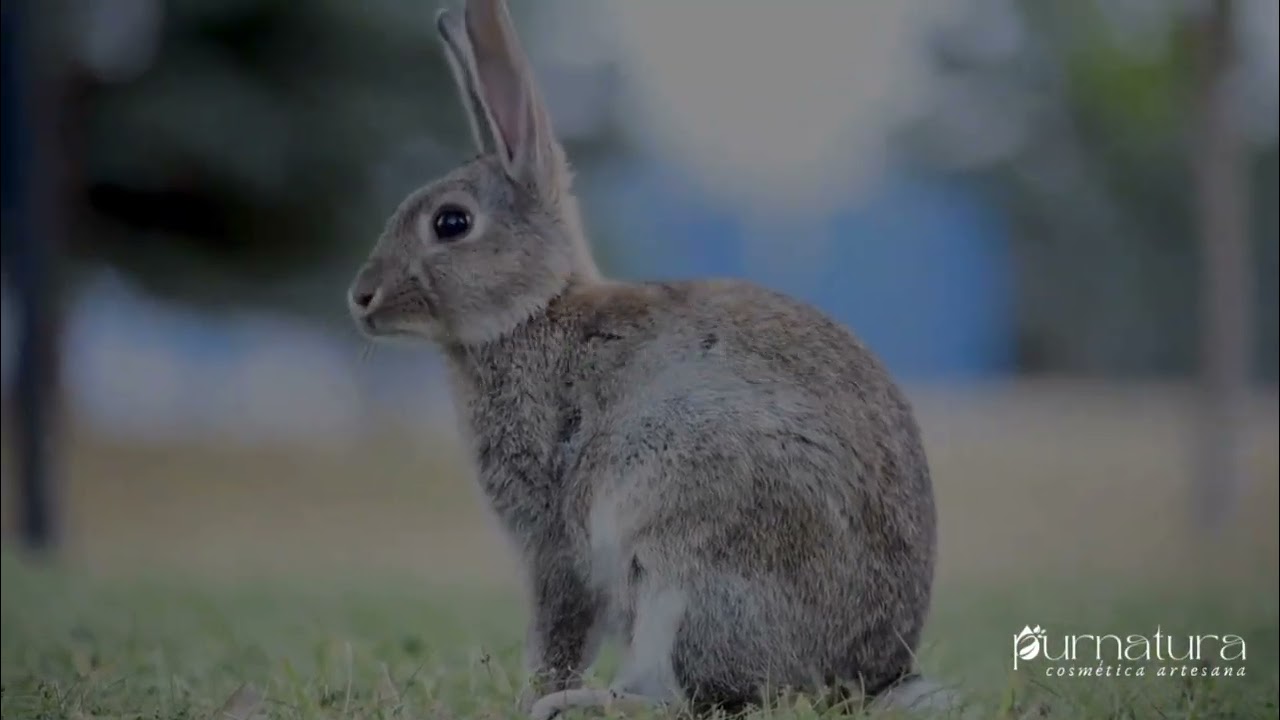 Cosmética natural, Purnatura