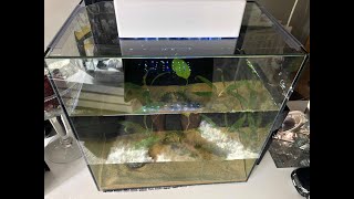 Baby newt update!  (DAY 9) Ft. new tank!