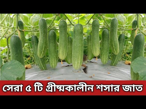 Introduction to Cucumber Varieties - Cucumber Cultivation Methods