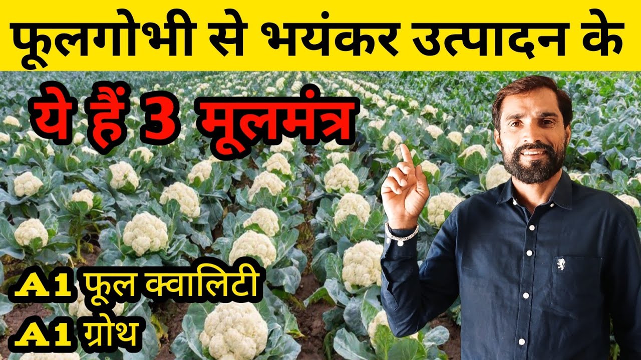 फूल गोभी की खेती से भयंकर उत्पादन लेने के यह है 3 मूलमंत्र | Phoolgobhi Ki Kheti | Cauliflower |