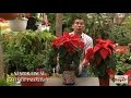 Como trasplantar la poinsettia o flor navideña - Hogar Tv  por Juan Gonzalo Angel