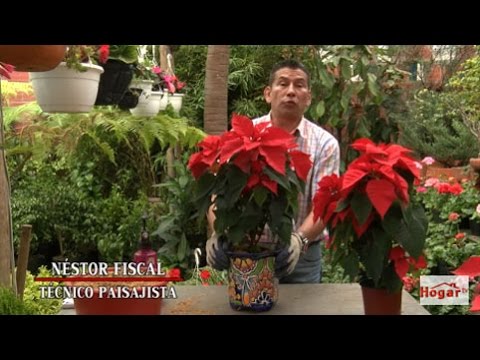 Vídeo: Com Trasplantar Poinsettia Després De La Compra? Cal Trasplantar-lo De Seguida? Trasplantar Una Flor A L’hivern A Casa. Com Cuidar-lo Després Del Trasplantament?