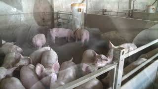 Uskoro Nova ivotinja U Beo Zoo Vrtu  Da Vide Deca Kako Izgleda Sus Scrofa Domesticus