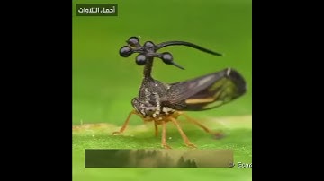 سبحان الله | هذا خلق الله | القارئ اسلام صبحي