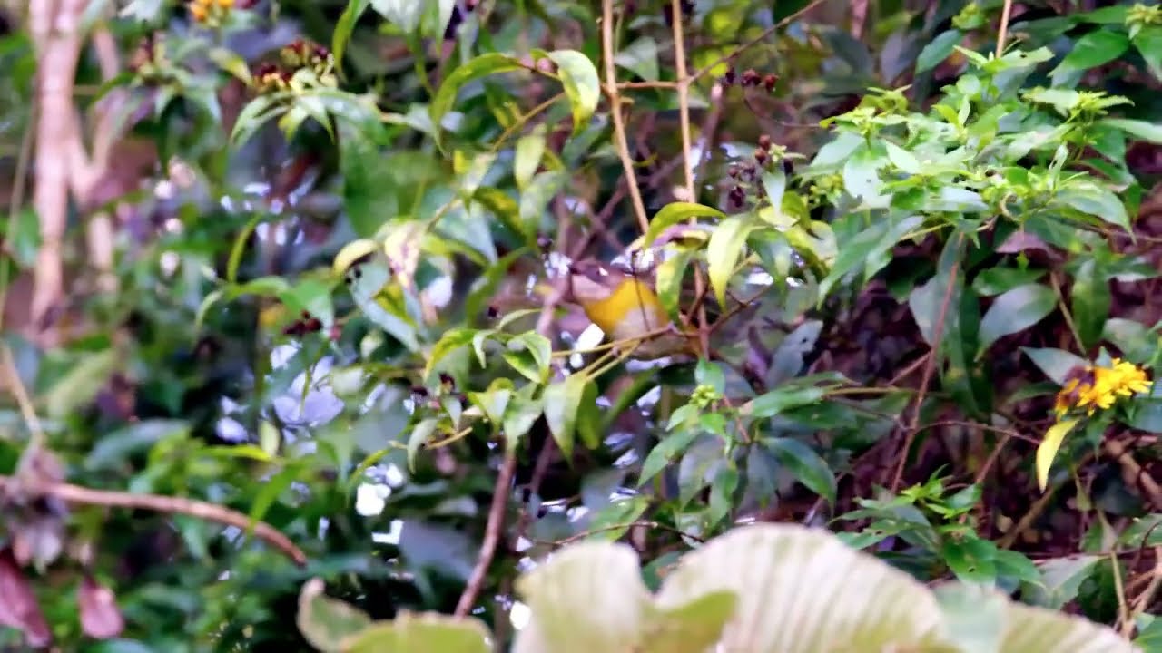 COMMON CHLOROSPINGUS, The MOST BEAUTIFUL BIRDS of COSTA RICA