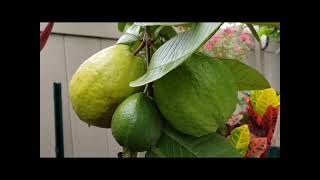 Guava ‘Ruby Supreme’
