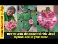 Want to Grow this Beautiful Pink Cloud Lotus | தாமரை வளர்ப்பது எப்படி How to Grow Lotus From Tubers