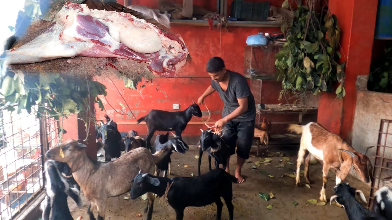Life Goat Mutton Skills In Bangladesh Mutton Shop  Mutton Cutting Skills