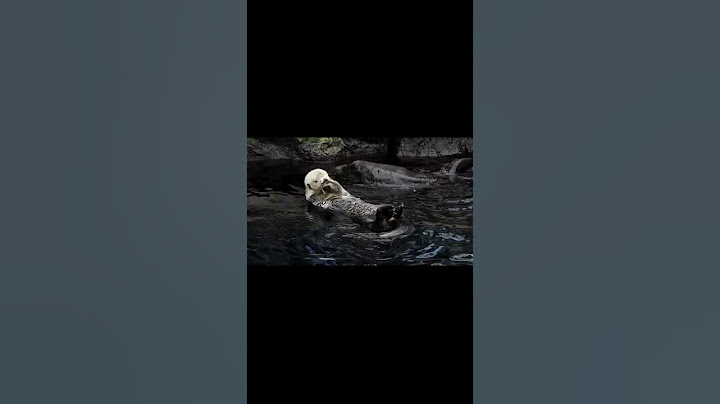 Максимальный релакс по-выдриному 🧘‍♀️ А вы так умеете?#animals#otters#relax#shorts#supervideodelight