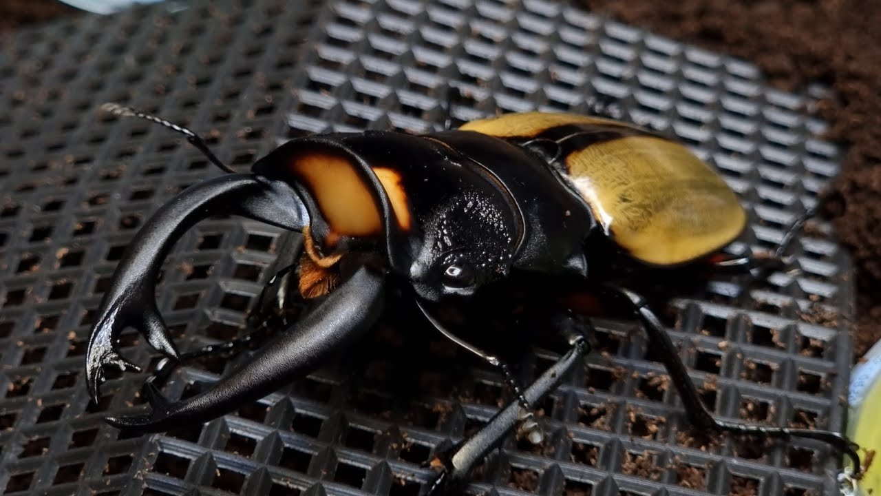 I love this Beetle! Odontolabis Lacordairei (Beetle ASMR) - YouTube