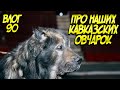 Про наших Кавказских овчарок